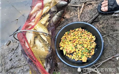 六月份钓鱼饵料味型选择指南，如何选对味型？