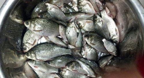 四月份钓鱼饵料不开口怎么办？这些解决方法太实用了！