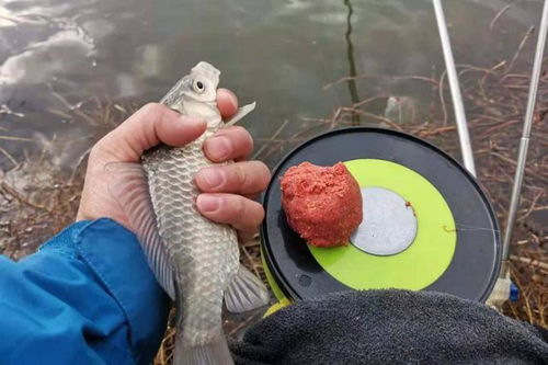 一毛钱钓鱼饵料怎么样？真的能钓上大鱼吗？