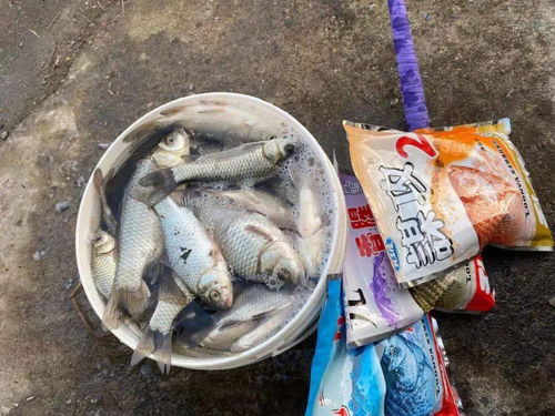 钓鱼饵料一年四季是怎么搭配？这份四季饵料搭配秘籍请收好！