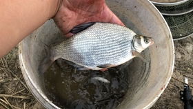 鱼诱千里香钓鱼饵料怎么样？深度评测与真实体验分享