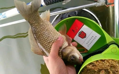 钓鱼饵料主播，一用就上鱼的奥秘—揭秘那些让鱼群疯狂的饵料秘密