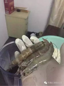 八角油做钓鱼饵料好吗？自制方法全解析