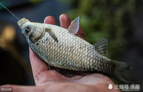 千里香钓鱼饵料评测，性价比之选还是智商税？