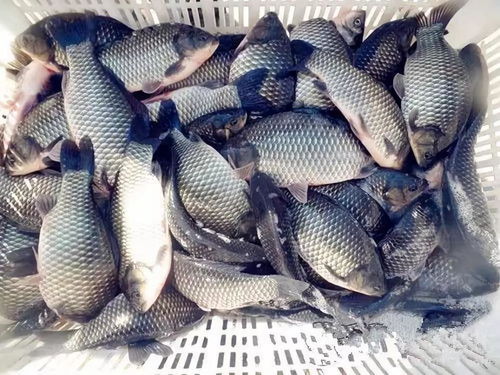 钓鱼饵料腥香是怎么调理出来的？揭秘饵料调配的精髓与技巧