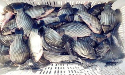 钓鱼饵料和蘸料，你真的分得清吗？