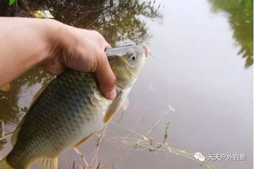 钓鱼饵料过期可以用吗？这些处理方法让你鱼获翻倍！