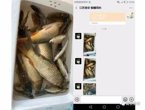 张龙钓鱼饵料怎么样？深度评测与用户反馈