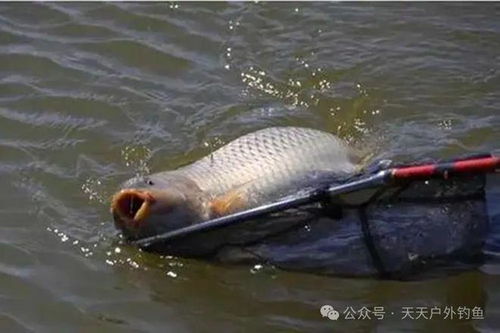 钓鱼饵料V7，自制诱鱼神器，轻松征服鱼群！