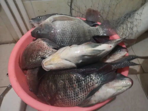爆哥钓鱼饵料怎么样？好用吗？深度评测与用户反馈