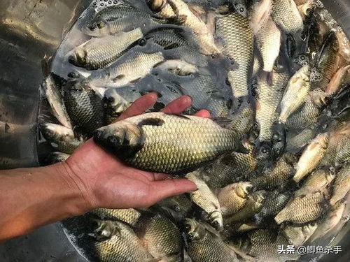钓鱼饵料不容易掉吗怎么办？