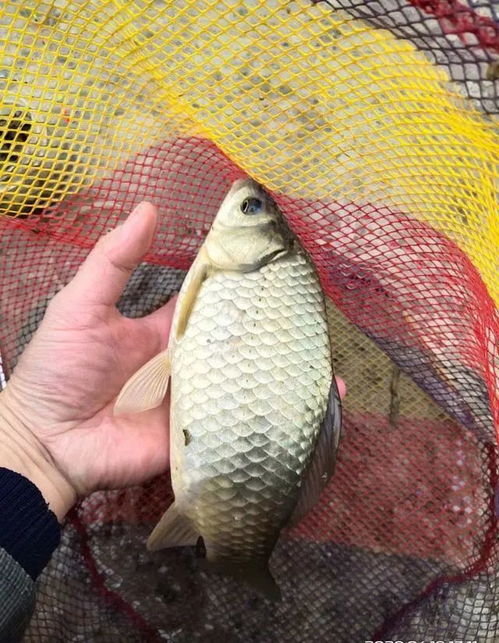 钓鱼饵料一直散着怎么办？这些技巧让你轻松解决！