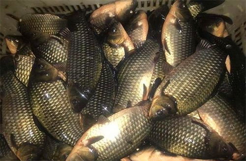 钓鲫鱼用一号钓鱼饵料怎么样？揭秘诱鱼高手背后的秘密！