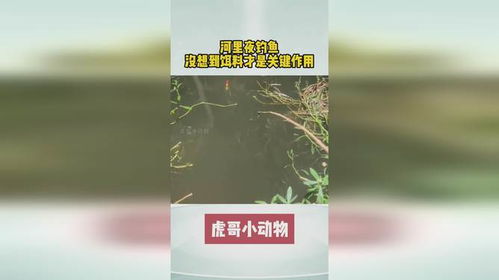 钓鱼饵料十滴水的奥秘，从配比到实战应用