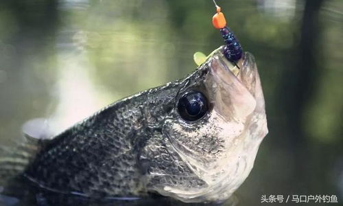 自制蜘蛛丝钓鱼饵料，让鱼儿疯狂上钩的秘密武器