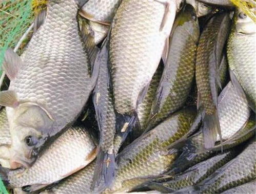 八大河钓鱼饵料使用全攻略，从入门到精通的实用技巧