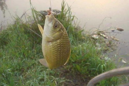 蓝鲫升级版钓鱼饵料，钓鱼人的新宠，到底怎么样？