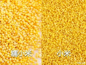 大沙四方钓鱼饵料，品质与效果的深度解析