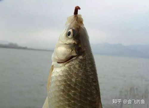六月钓鱼饵料怎么选？这5个技巧让你鱼获翻倍