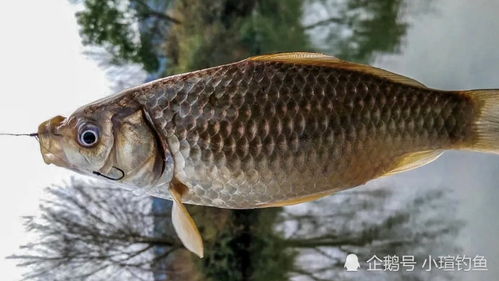 夏日鲫鱼王，饵料与钓法全攻略