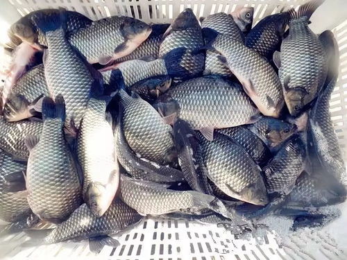 克孜加尔湖钓鱼饵料全解析，如何选对饵料提高上钩率？