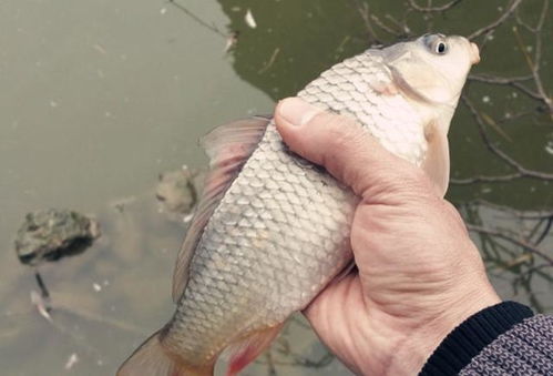 六月钓鱼饵料怎么选？掌握这5大技巧，鱼获翻倍！