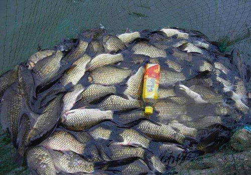 自制钓鱼饵料，让鱼儿主动上钩的秘密武器
