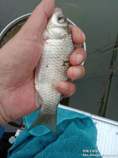 钓鱼王的竿竿有鱼饵料怎么样？钓鱼新体验的深度解析