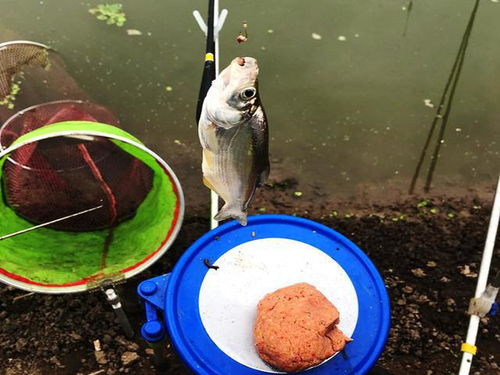 钓鱼鱼饵料到水里就没有了怎么办？