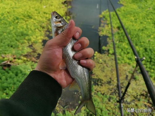 小阳哥钓鱼饵料评测，真的好用吗？