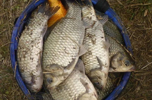 上海河钓鱼饵料大揭秘，哪种饵料最靠谱？