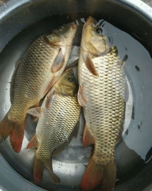 钓鱼饵料一大堆，如何科学调整提升钓获？