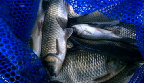 冬季钓鱼饵料怎么做到浓腥浓香？