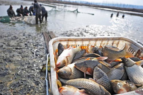 钓鱼饵料下水一直不掉怎么回事？
