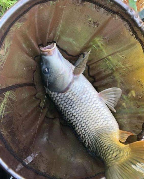聚渔堂钓鱼饵料怎么样好用吗？实测对比告诉你答案！