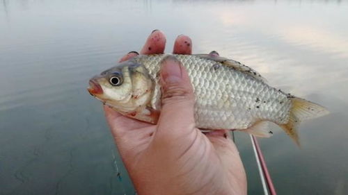 湘湖钓鱼饵料怎么选？实战经验分享，让你的鱼获翻倍！