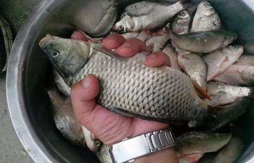 钓遍天下鱼！万能饵料制作秘籍