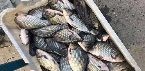 一包四斤的钓鱼饵料怎么配？专业配方大公开！