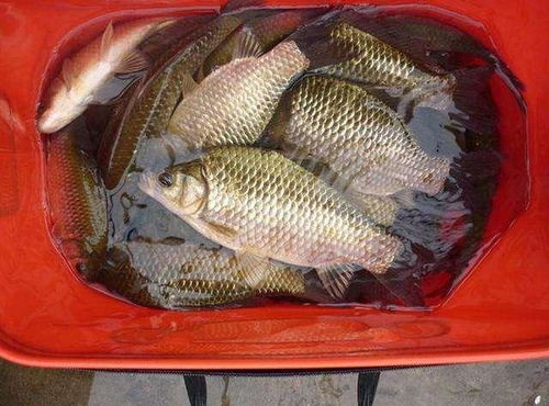 钓获缩水？饵料寄生虫的致命陷阱！