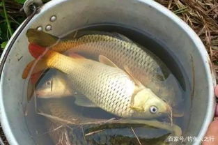 钓鱼饵料三鲜的制作方法，一步步教你打造高效鱼饵