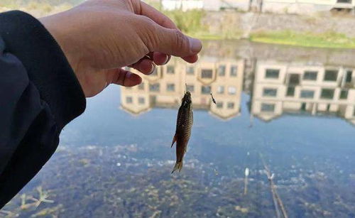 冬季钓鱼饵料超浓腥怎么办？这些技巧让你轻松应对！