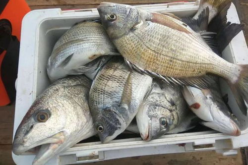 阿海钓鱼饵料使用全攻略，诱鱼高手的实战秘籍