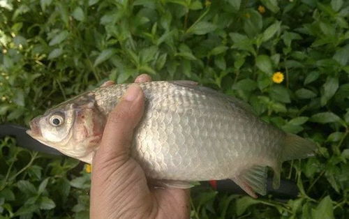 钓鱼饵料4件套怎么用的？这份详细指南让你的鱼获翻倍！