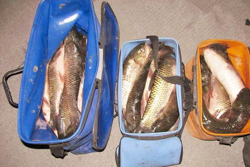 秋季手竿钓鱼饵料秘籍，自制诱饵全攻略