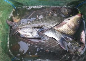 马口鱼饵料自制秘方，轻松钓获爆护！
