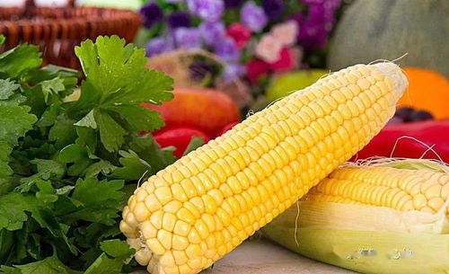 红玉米窝料怎么做？附详细教程和配方！
