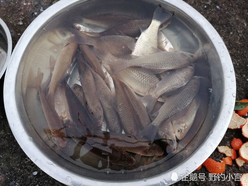 钓鱼饵料干得慢怎么办？5个实用解决方案+视频制作技巧