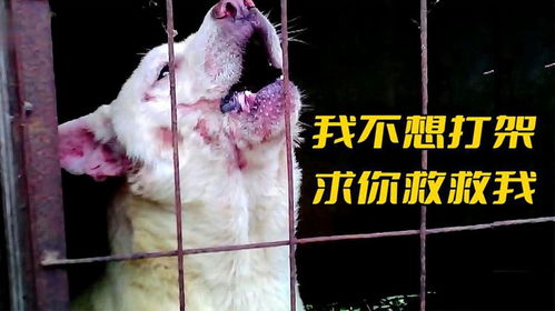 猫吃钓鱼饵料了会怎么样？危险程度远超你的想象！
