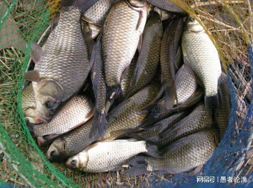 浓腥香钓鱼饵料，用对方法，鱼获翻倍！