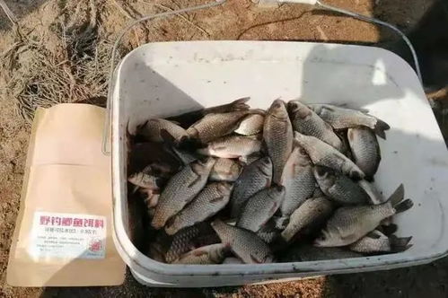 湛河钓鱼饵料怎么样？这份详细评测让你不再迷茫！